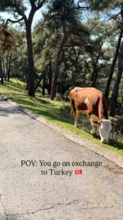 Turkey through the lens of our student @jakubnascak 🥰

#turkey #istanbul #exchange #erasmus #exchangeyourlife